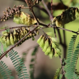 Paraserianthes lophantha subsp. lophantha at suppressed - suppressed