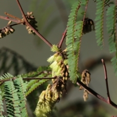 Paraserianthes lophantha subsp. lophantha at suppressed - suppressed