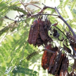 Paraserianthes lophantha subsp. lophantha at suppressed - suppressed