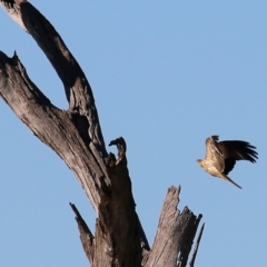 Haliastur sphenurus (Whistling Kite) at Albury - 20 Jun 2021 by Kyliegw