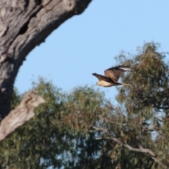 Haliastur sphenurus at West Albury, NSW - 20 Jun 2021