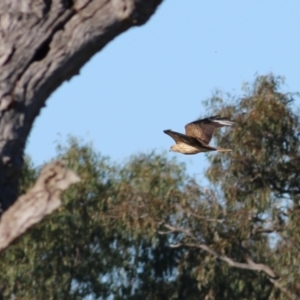 Haliastur sphenurus at West Albury, NSW - 20 Jun 2021 10:21 AM