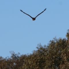 Haliastur sphenurus at West Albury, NSW - 20 Jun 2021