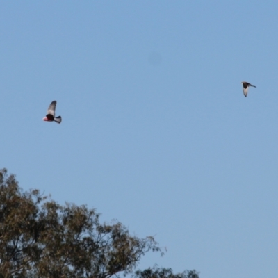 Falco cenchroides (Nankeen Kestrel) at Horseshoe Lagoon and West Albury Wetlands - 20 Jun 2021 by KylieWaldon