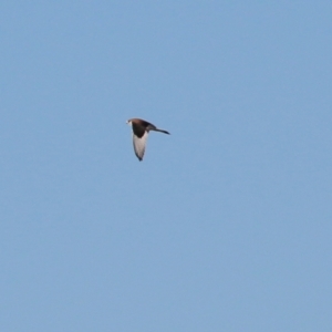 Falco cenchroides at West Albury, NSW - 20 Jun 2021 10:24 AM