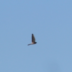 Falco cenchroides at West Albury, NSW - 20 Jun 2021 10:24 AM