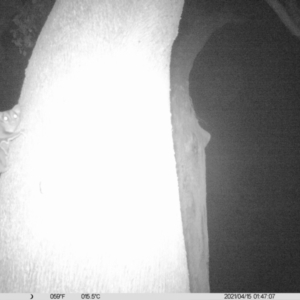 Petaurus norfolcensis at Ettamogah, NSW - 15 Apr 2021 01:47 AM