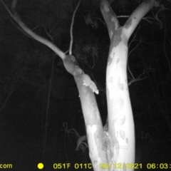 Petaurus norfolcensis (Squirrel Glider) at Table Top, NSW - 12 May 2021 by ChrisAllen