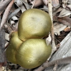 Dermocybe austroveneta (Green Skinhead) at Downer, ACT - 20 Jun 2021 by Evie