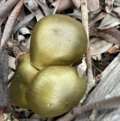 Dermocybe austroveneta (Green Skinhead) at Mount Majura - 20 Jun 2021 by Evie