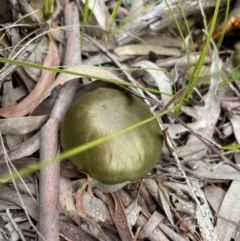 Cortinarius austrovenetus at Downer, ACT - 20 Jun 2021 04:36 PM