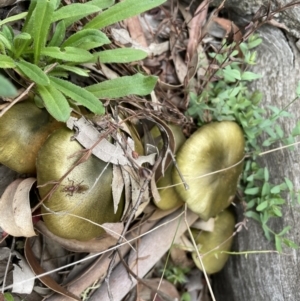 Dermocybe austroveneta at Downer, ACT - 20 Jun 2021