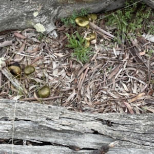 Cortinarius austrovenetus at Downer, ACT - 20 Jun 2021