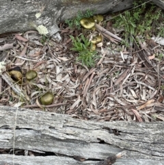 Dermocybe austroveneta at Downer, ACT - 20 Jun 2021