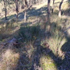 Xerochrysum viscosum (Sticky Everlasting) at Splitters Creek, NSW - 20 Jun 2021 by Darcy