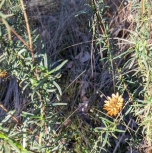 Xerochrysum viscosum at Splitters Creek, NSW - 20 Jun 2021 10:08 AM