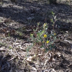 Hibbertia obtusifolia (Grey Guinea-flower) at Splitters Creek, NSW - 20 Jun 2021 by Darcy