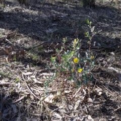 Hibbertia obtusifolia (Grey Guinea-flower) at Albury - 20 Jun 2021 by Darcy