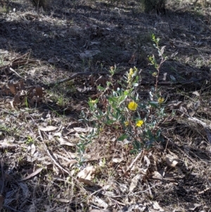 Hibbertia obtusifolia at Splitters Creek, NSW - 20 Jun 2021 10:24 AM