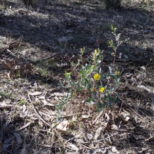 Hibbertia obtusifolia at Splitters Creek, NSW - 20 Jun 2021