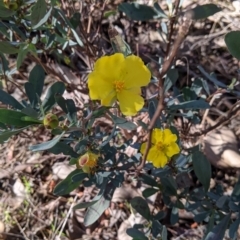 Hibbertia obtusifolia at Splitters Creek, NSW - 20 Jun 2021 10:24 AM