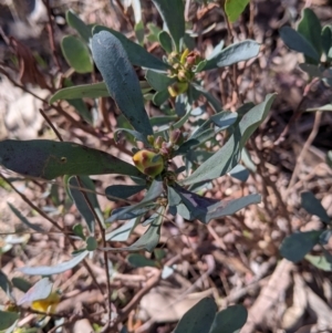 Hibbertia obtusifolia at Splitters Creek, NSW - 20 Jun 2021 10:24 AM