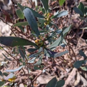 Hibbertia obtusifolia at Splitters Creek, NSW - 20 Jun 2021
