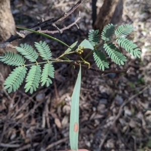 Acacia rubida at Splitters Creek, NSW - 20 Jun 2021