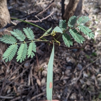 Acacia rubida (Red-stemmed Wattle, Red-leaved Wattle) at Albury - 20 Jun 2021 by Darcy