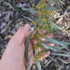 Acacia rubida at Splitters Creek, NSW - 20 Jun 2021 10:35 AM