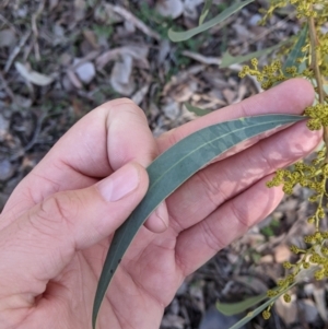 Acacia rubida at Splitters Creek, NSW - 20 Jun 2021 10:35 AM