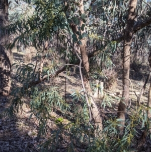 Acacia rubida at Splitters Creek, NSW - 20 Jun 2021 10:35 AM