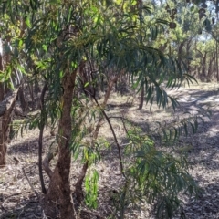 Acacia rubida at Splitters Creek, NSW - 20 Jun 2021