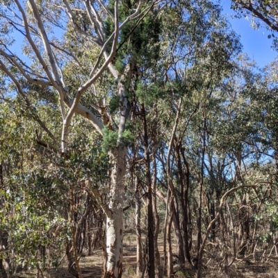 Callitris glaucophylla (White Cypress Pine) at Splitters Creek, NSW - 20 Jun 2021 by Darcy