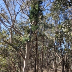 Callitris glaucophylla at Splitters Creek, NSW - 20 Jun 2021