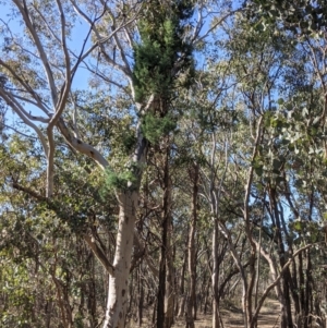 Callitris glaucophylla at Splitters Creek, NSW - 20 Jun 2021 10:39 AM