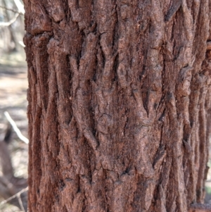 Callitris glaucophylla at Splitters Creek, NSW - 20 Jun 2021 10:39 AM