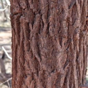 Callitris glaucophylla at Splitters Creek, NSW - 20 Jun 2021