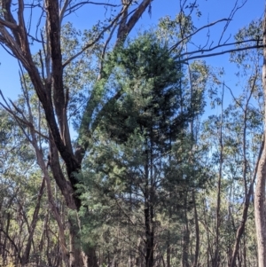 Callitris glaucophylla at Hamilton Valley, NSW - 20 Jun 2021