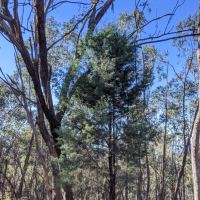 Callitris glaucophylla (White Cypress Pine) at Nail Can Hill - 20 Jun 2021 by Darcy