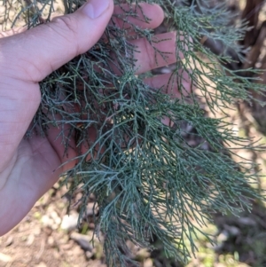 Callitris glaucophylla at Hamilton Valley, NSW - 20 Jun 2021