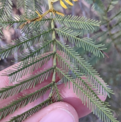 Acacia deanei subsp. paucijuga (Green Wattle) at Nail Can Hill - 20 Jun 2021 by Darcy