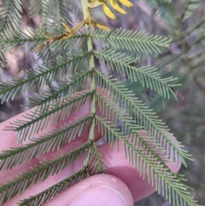 Acacia deanei subsp. paucijuga at Hamilton Valley, NSW - 20 Jun 2021