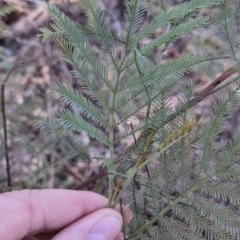 Acacia deanei subsp. paucijuga at Hamilton Valley, NSW - 20 Jun 2021 11:01 AM
