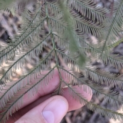 Acacia deanei subsp. paucijuga at Hamilton Valley, NSW - 20 Jun 2021 11:01 AM