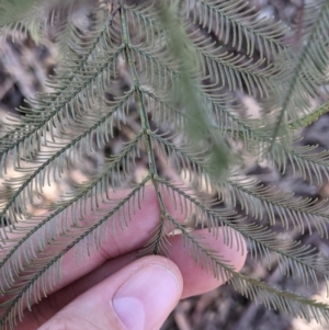 Acacia deanei subsp. paucijuga at Hamilton Valley, NSW - 20 Jun 2021 11:01 AM