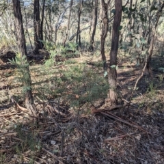 Acacia deanei subsp. paucijuga at Hamilton Valley, NSW - 20 Jun 2021