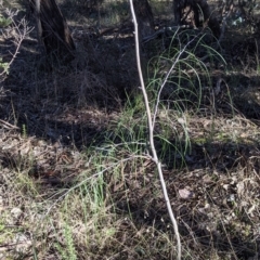 Acacia implexa (Hickory Wattle, Lightwood) at Albury - 20 Jun 2021 by Darcy