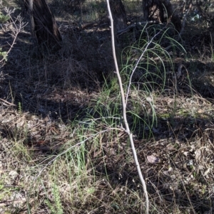 Acacia implexa at Hamilton Valley, NSW - 20 Jun 2021