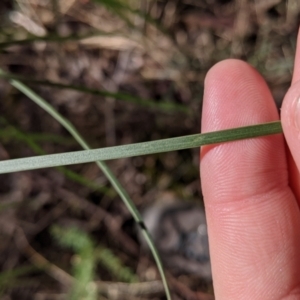 Acacia implexa at Hamilton Valley, NSW - 20 Jun 2021